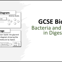 Title Bacteria and Enzymes in Digestion