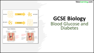 GCSE Biology Topic 5: Blood Glucose and Diabetes title slide