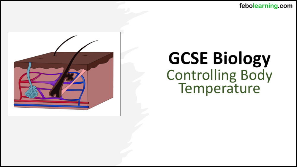 GCSE Biology Topic 5: Body Temperature title slide