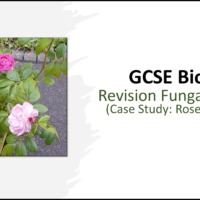 GCSE Biology Topics 1-4: Revision Rose Black Spot Case Study title slide