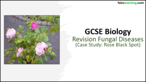 GCSE Biology Topics 1-4: Revision Rose Black Spot Case Study title slide