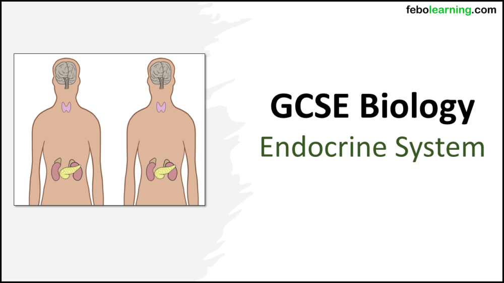 GCSE Biology Topic 5: The Endocrine System title slide