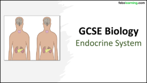 GCSE Biology Topic 5: The Endocrine System title slide