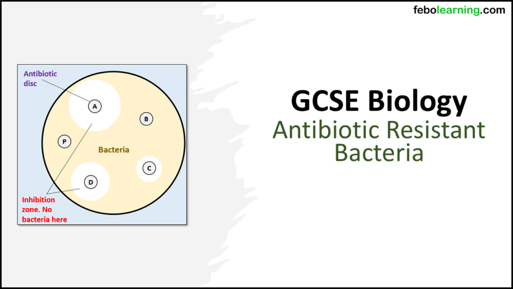 GCSE Biology Topic 6 Antibiotic Resistant Bacteria Lesson