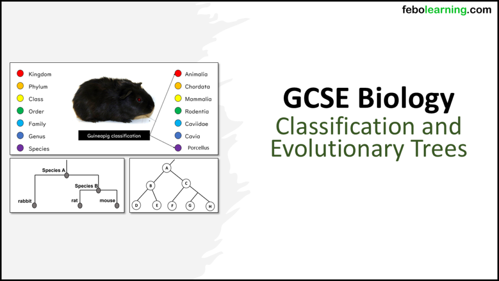 GCSE Biology Topic 6 Classification and Evolutionary Trees Lesson