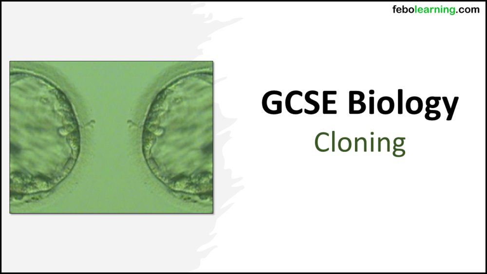 GCSE Biology Topic 6 Cloning