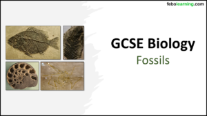 GCSE Biology Topic 6 Fossil Lesson