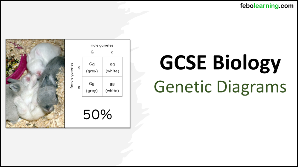 GCSE Biology Topic 6 Genetic Diagrams