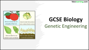 GCSE Biology Topic 6 Genetic Engineering