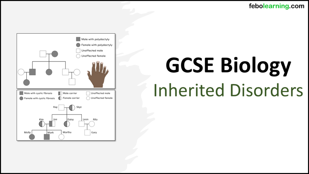 GCSE Biology Topic 6 Inherited Disorders