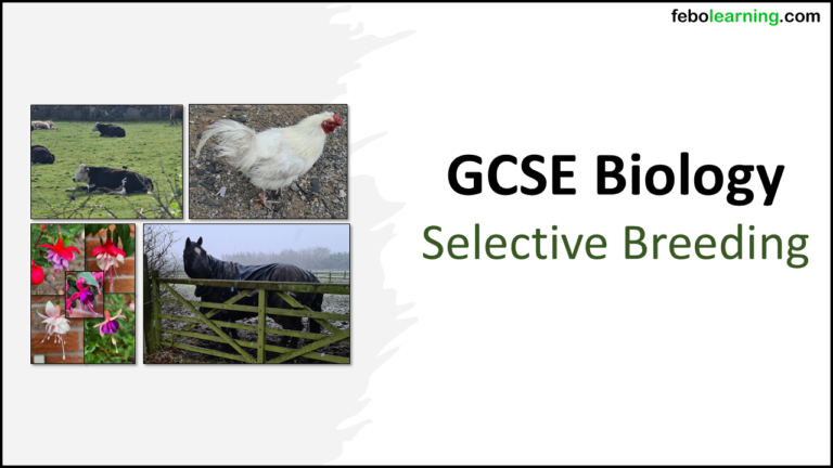 GCSE Biology Topic 6: Selective Breeding - febolearning.com