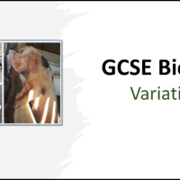 GCSE Biology Topic 6 Variation