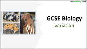 GCSE Biology Topic 6 Variation