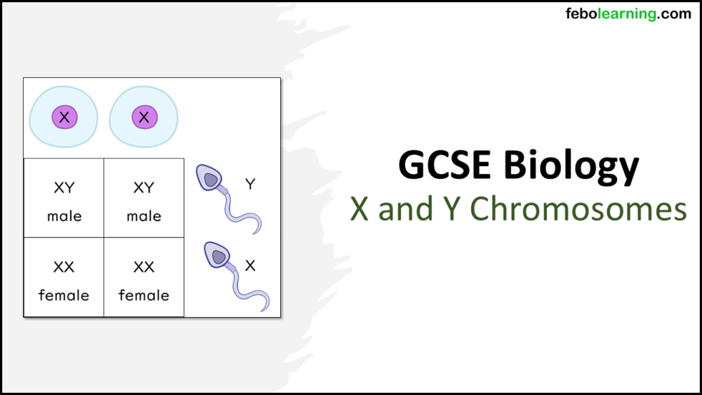 GCSE Biology Topic 6 X and Y Chromosomes