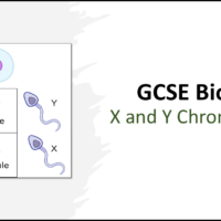 GCSE Biology Topic 6 X and Y Chromosomes