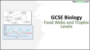 Link to next lesson GCSE Biology Topic 7 Food Chains and Trophic Levels
