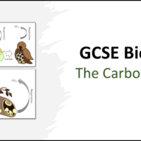 Title GCSE Biology Topic 7 The Carbon Cycle