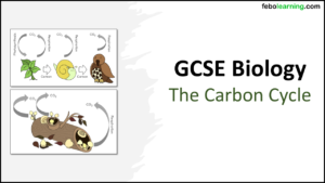 Title GCSE Biology Topic 7 The Carbon Cycle