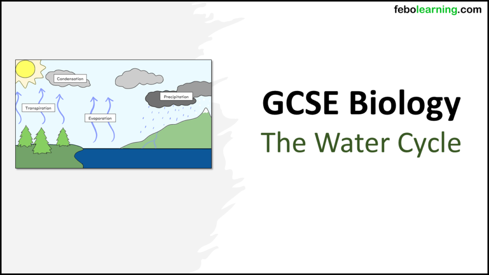 Title GCSE Biology Topic 7 The Water Cycle