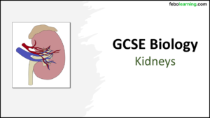 GCSE Biology Topic 5: Kidneys title slide