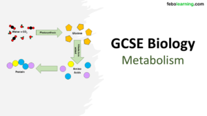 GCSE Biology Topic 4: Metabolism Lesson Title Slide