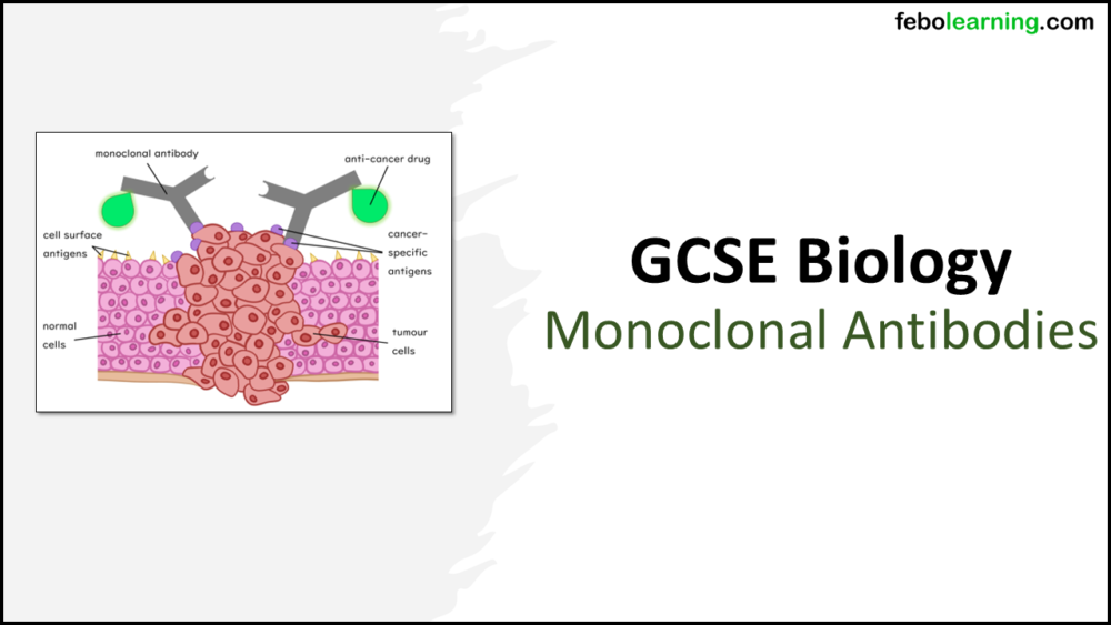GCSE Biology Topic 3: Monoclonal Antibodies Title Slides