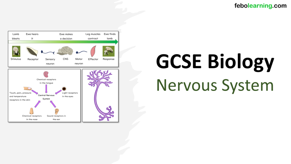 GCSE Biology Topic 5: Title slide