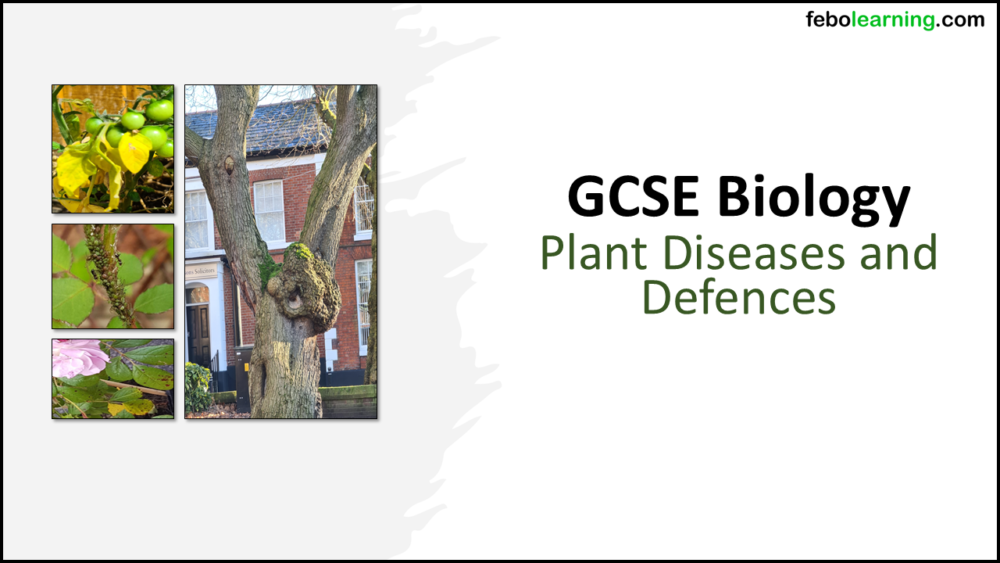 GCSE Biology Topic 3: Plant Disease and Defences Title Slide