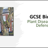 GCSE Biology Topic 3: Plant Disease and Defences Title Slide