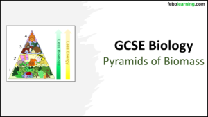 Title Pyramids of Biomass GCSE Key Stage 4 Troilo