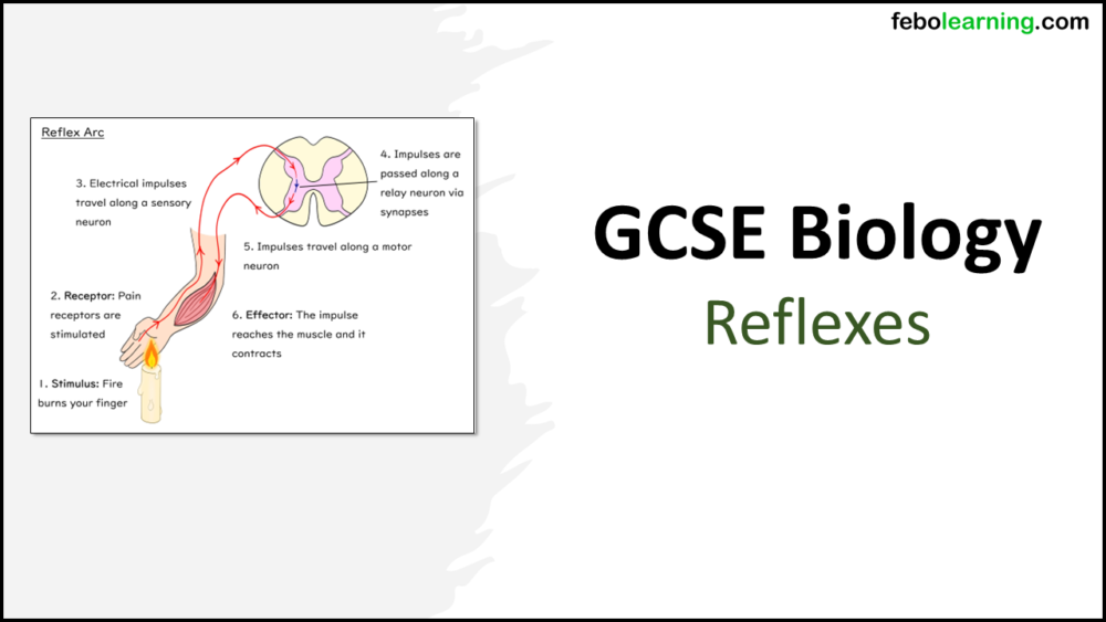 GCSE Biology Topic 5: Reflexes Title Slide