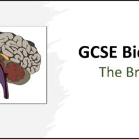 GCSE Biology Topic 5: The Brain TITLE SLIDE