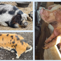 Variation Illustration