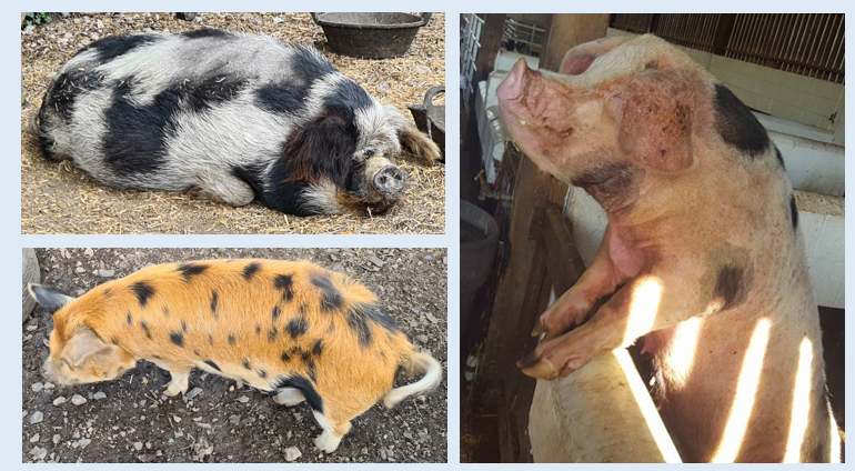 Variation Illustration