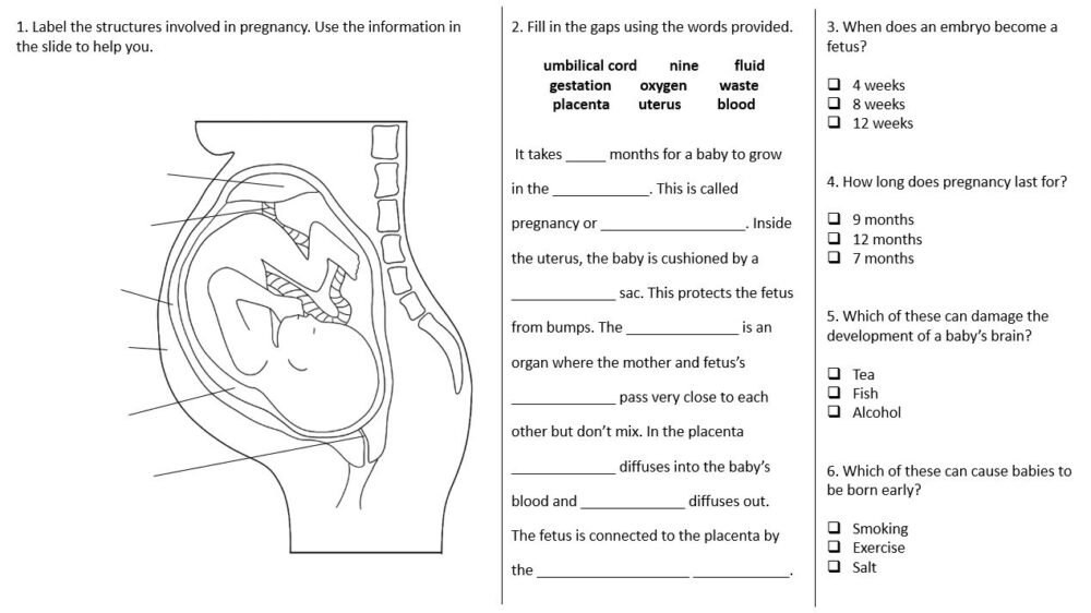 Fetus Development Questions Worksheet