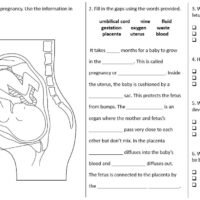 Fetus Development Questions Worksheet