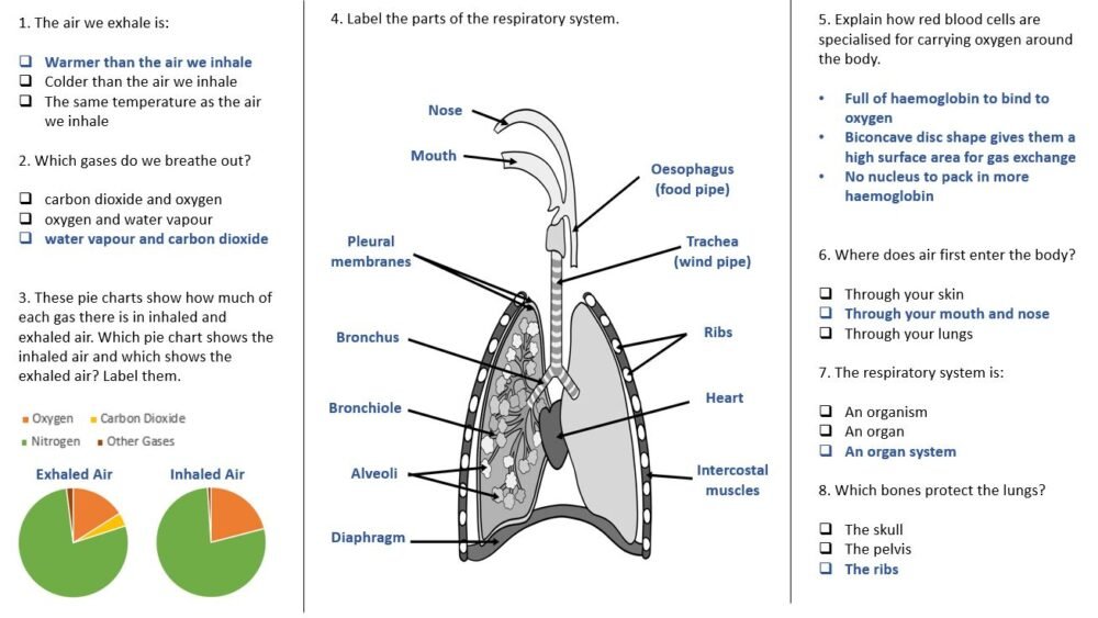 Worksheet Activity