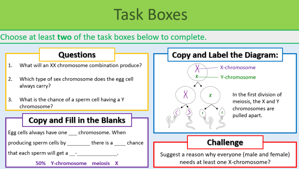 X and Y Chromosomes Task Boxes