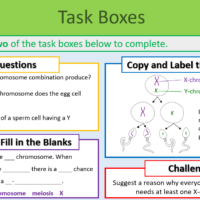 X and Y Chromosomes Task Boxes