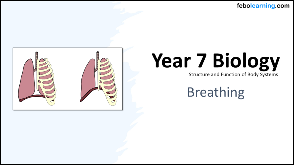 Year-7 Biology Body Systems Breathing Title