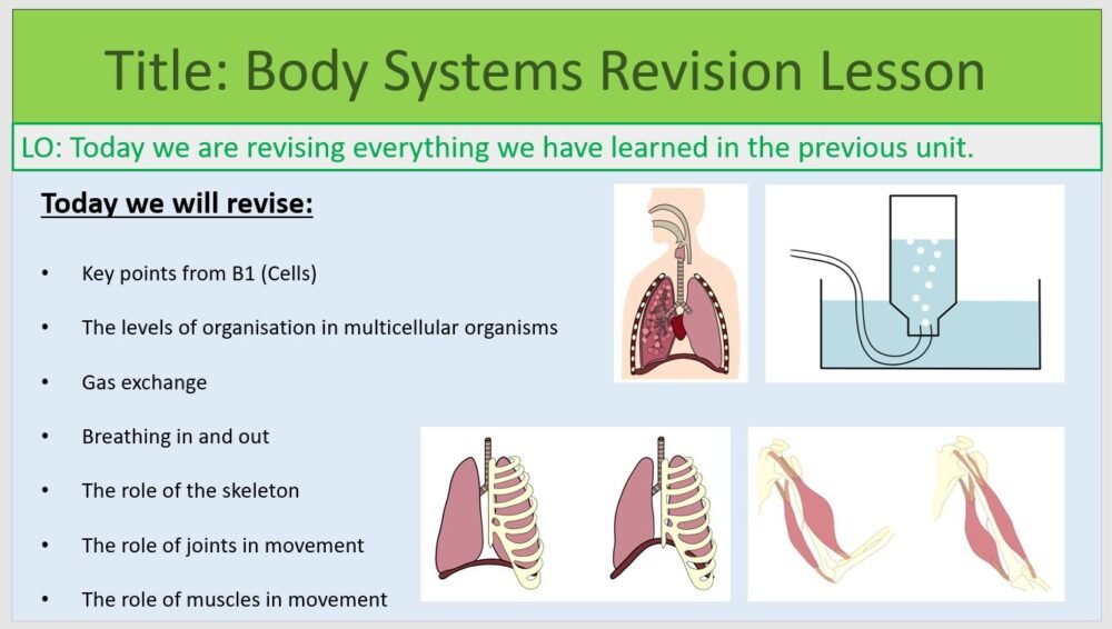 Year-7 Biology Body Systems End of Topic Revision Lesson Objectives
