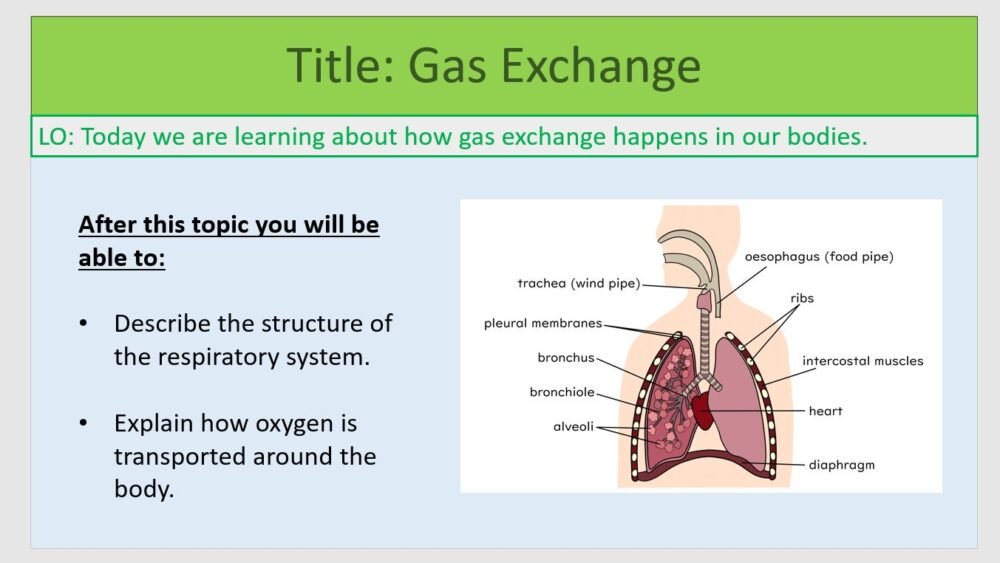 Year-7 Biology Body Systems Gas Exchange Lesson Objectives