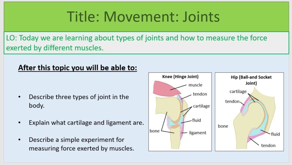 Year-7 Biology Body Systems Joints Lesson Objectives