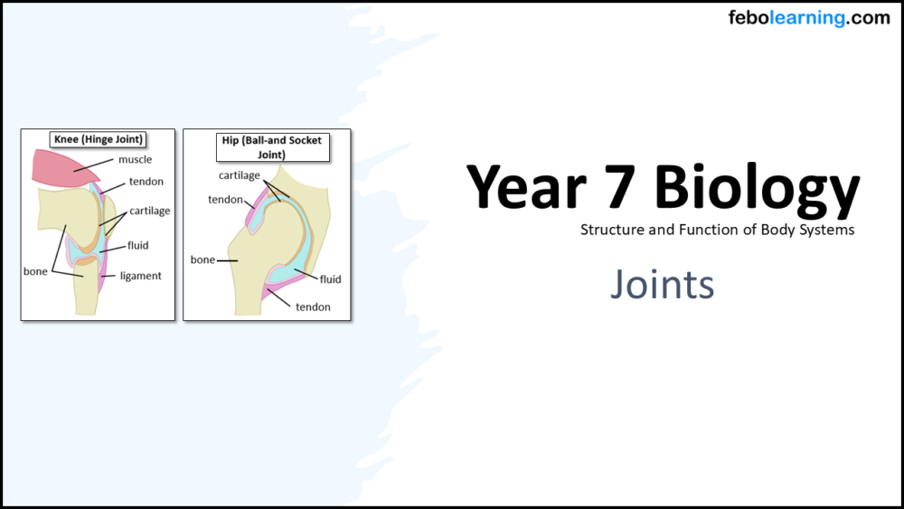 Year-7 Biology Body Systems Joints Title