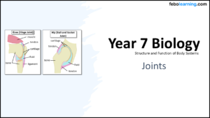 Year-7 Biology Body Systems Joints Title