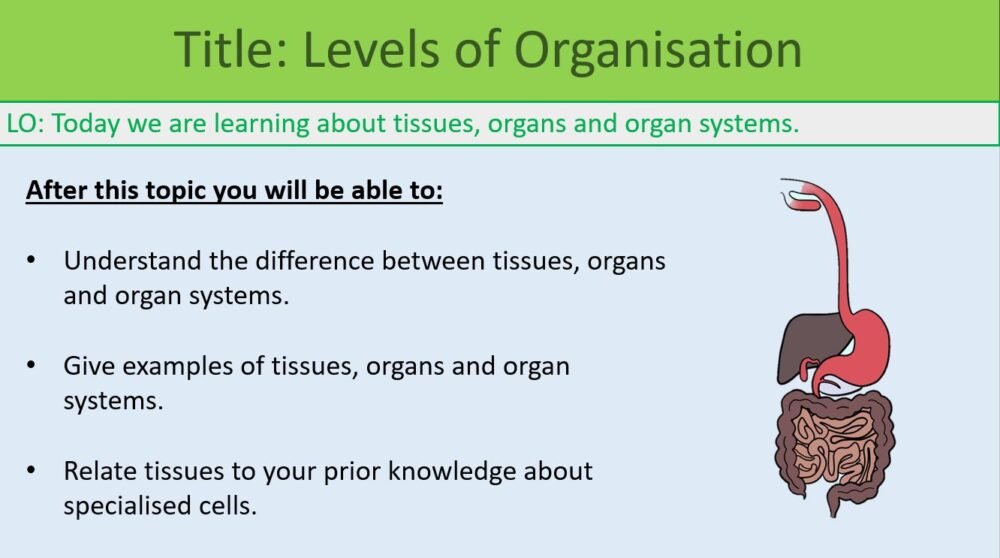 Year-7 Biology Body Systems Levels of Organisation lesson objectives