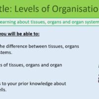 Year-7 Biology Body Systems Levels of Organisation lesson objectives