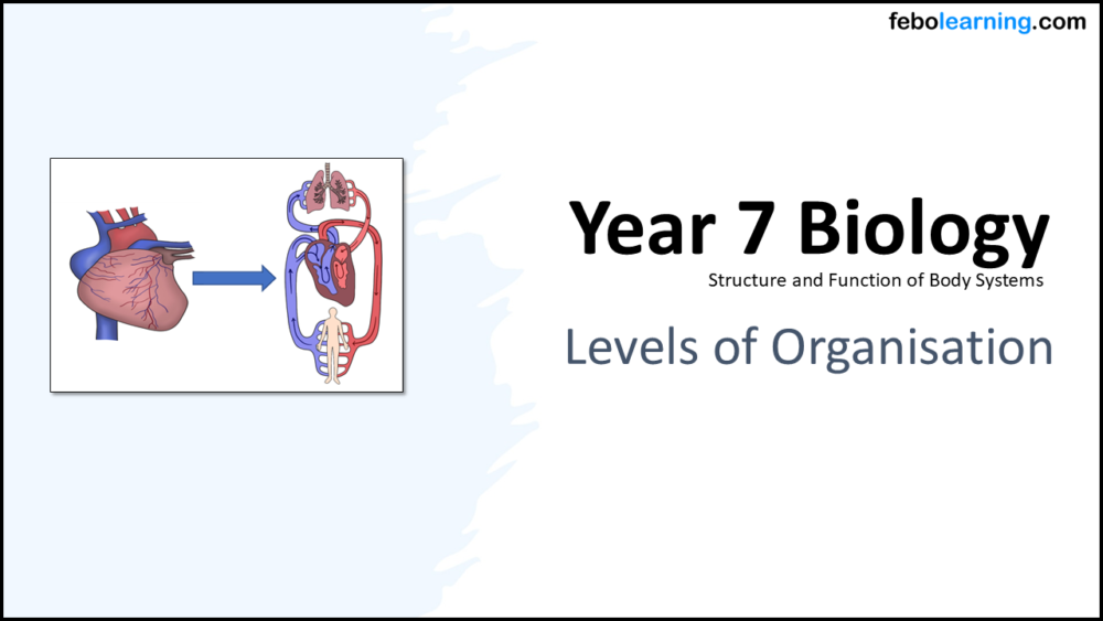 Year-7 Biology Body Systems Levels of Organisation Title