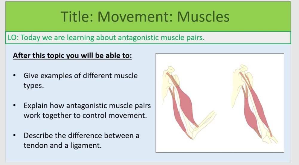 Year-7 Biology Body Systems Muscles Lesson Objectives Year-7 Biology Body Systems Muscles Lesson Objectives