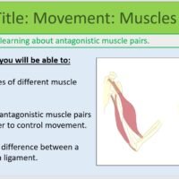 Year-7 Biology Body Systems Muscles Lesson Objectives Year-7 Biology Body Systems Muscles Lesson Objectives